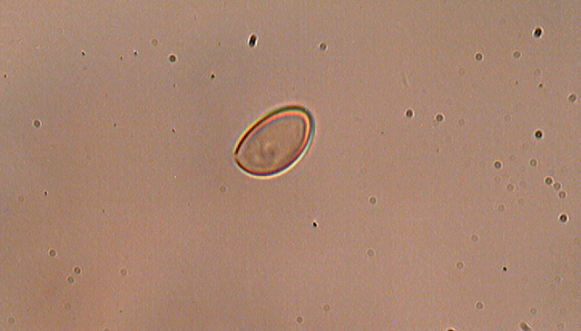 Messa a punto del microscopio